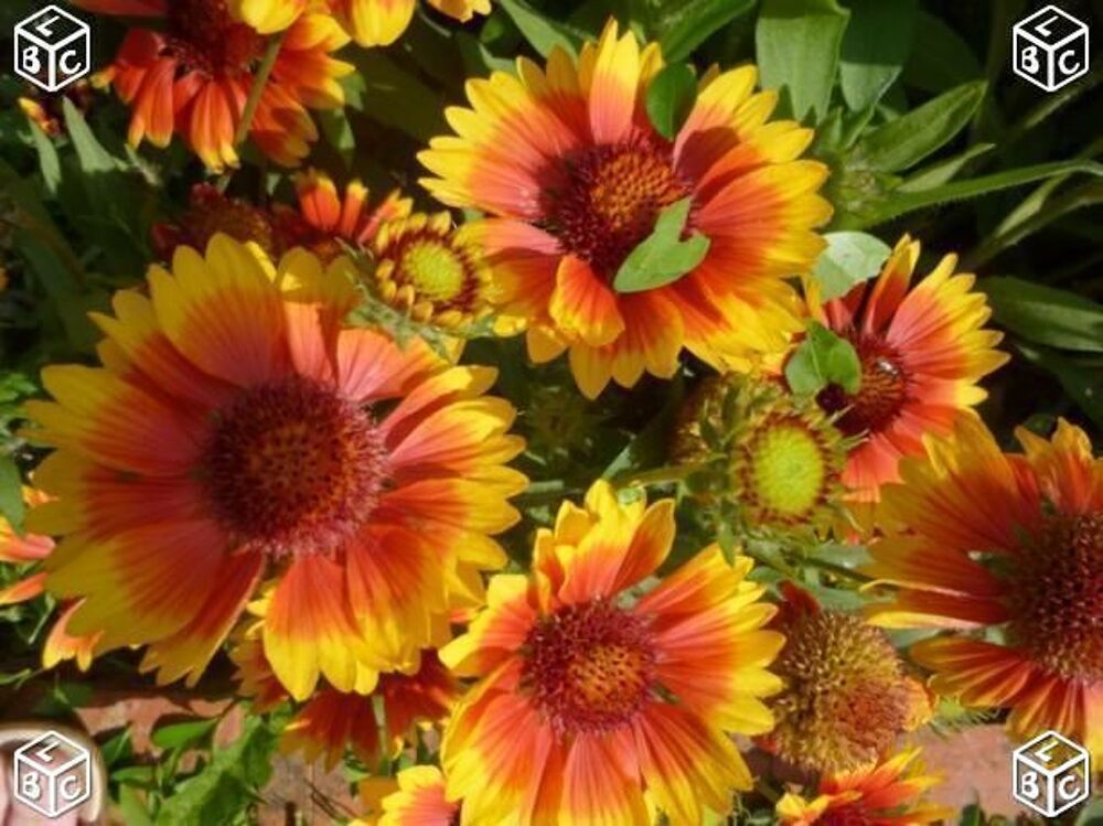 Graines de fleurs de gaillarde Jardin
