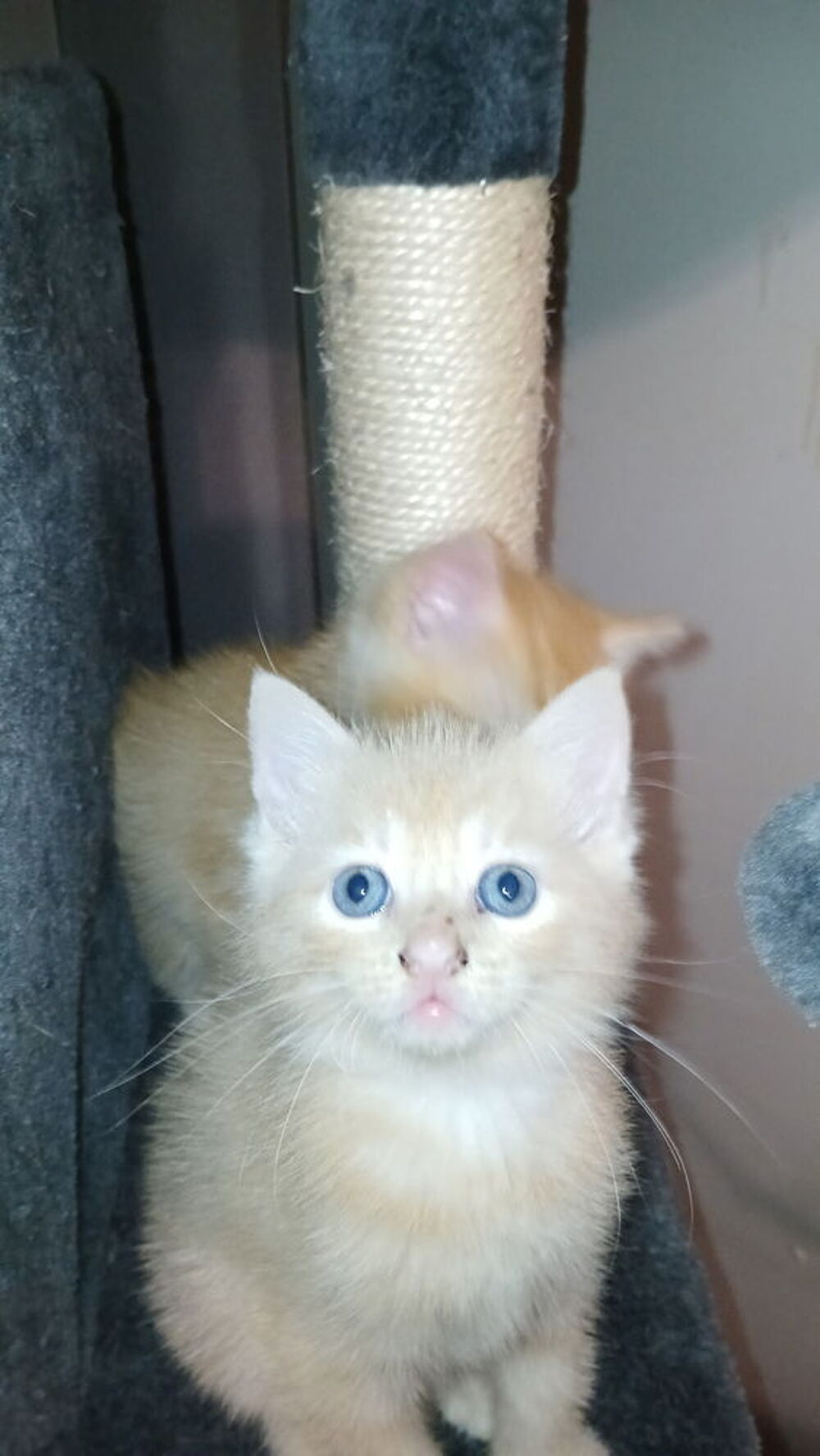   Chaton 