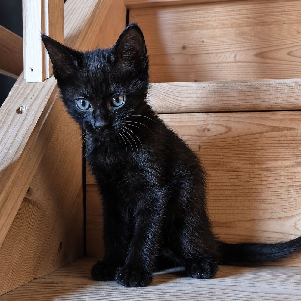   BAGHEERA 