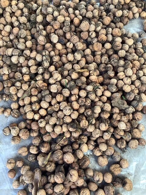 Noix fraiches 2 Andrésy (78)