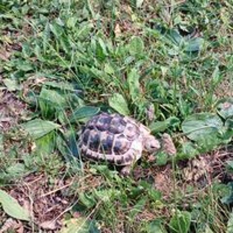   Tortues grecques de 2 ans 