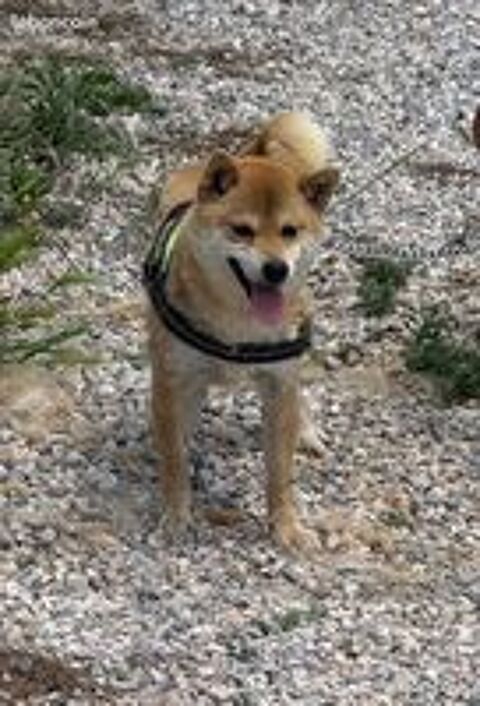  Mâle Mame shiba roux ( shiba inu miniature ) pedigree KCJ & Confirmé & import japon 