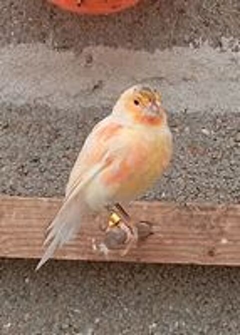   Canaris mâle 
