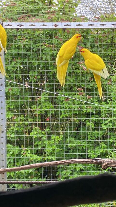 Kakariki 35 33380 Biganos