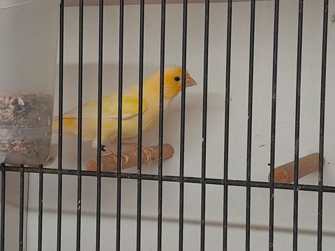 FEMELLE CANARI JAUNE 2025 25 95170 Deuil-la-barre