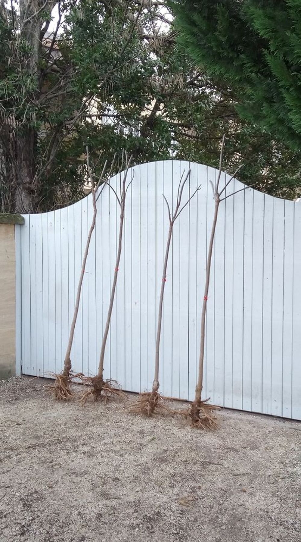 Arbre ornemental et d'ombrage &agrave; croissance rapide 'Catalpa' Jardin