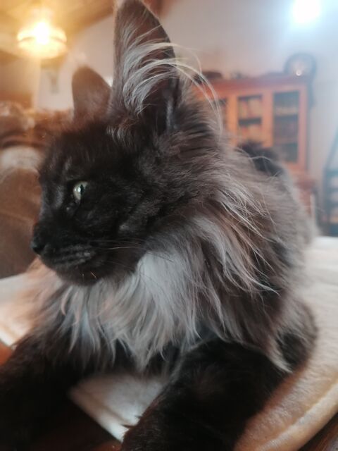 Chatons maine coon
1100 83890 Besse-sur-issole