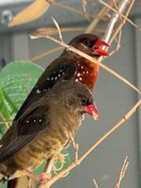   Couple bengali rouge  