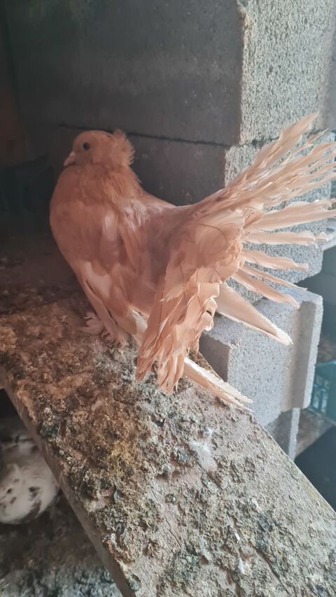 pigeons paons indiens pure race 20 34450 Vias