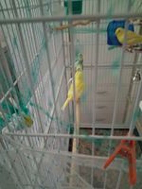   canari 