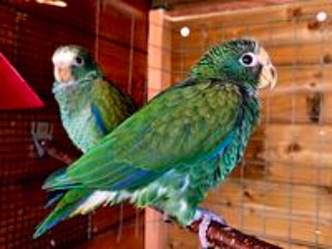   Perroquet pionus senilis  