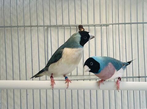 Très Beaux Couples Formés De Diamants De Gould Bleu 2025 149 94450 Limeil-brvannes