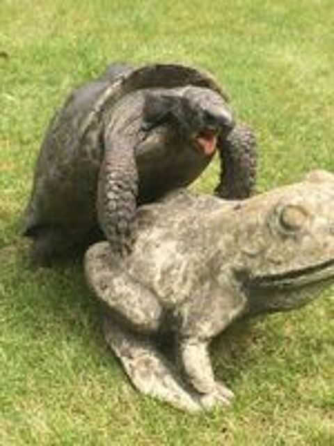   Recherche tortue l'eau Alligator bébé 