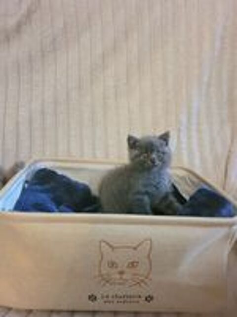   Chaton british shorthair  