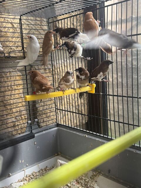 Moineau du japon 10 93330 Neuilly-sur-marne