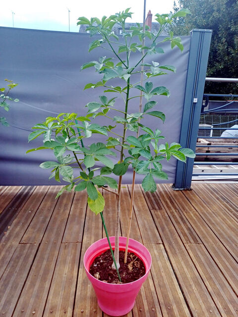 Magnifique BAOBAB 4 ans, hauteur ~125 cm, dans un grand pot 89 Tours (37)
