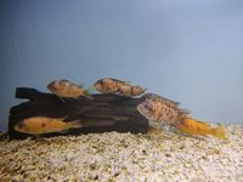   Labeotropheus marmelade malawi 