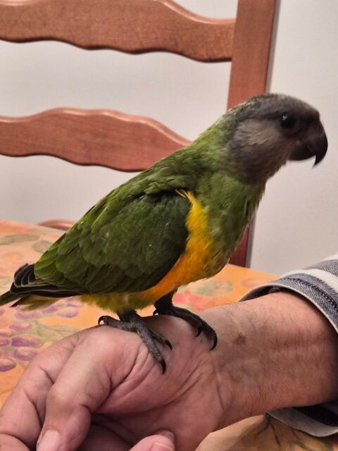 youyou du senegal 500 13129 Salin de giraud