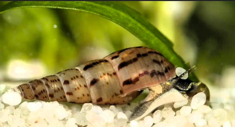  Escargot Malais Mélanoïde Tuberculata mangeur d'algues 
