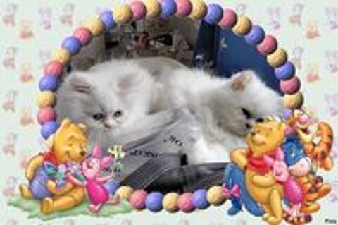  CHATONS   PERSAN 
