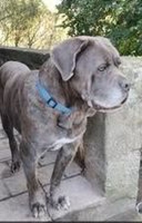   Chien NOX  l adoption 