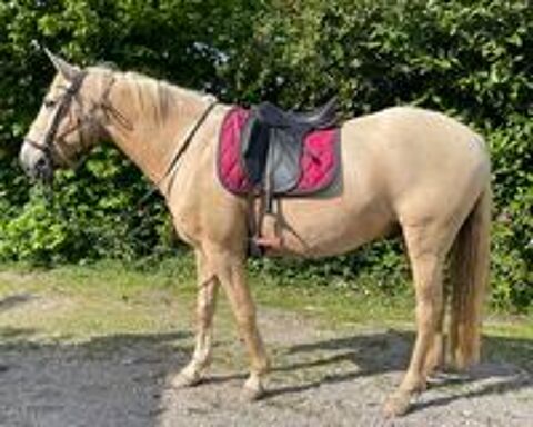   Cheval ONC 