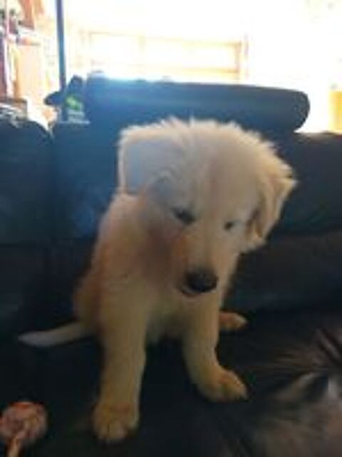   Chots Berger blanc suisse LOF  