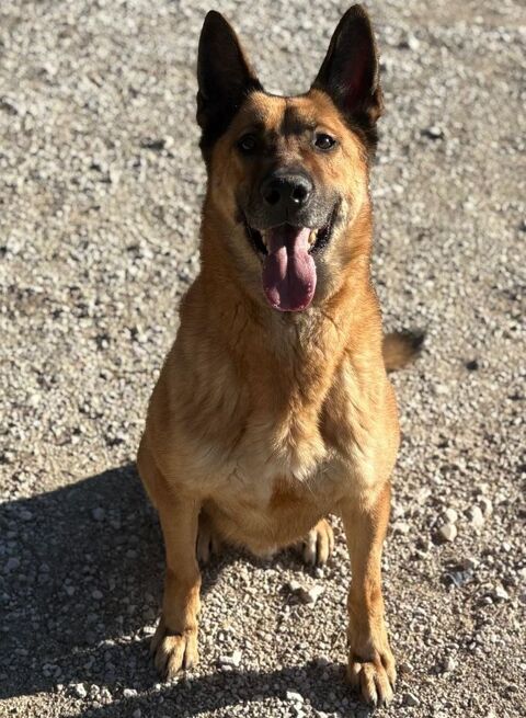 STORMY, berger allemand 6 ans DON LIBRE 0 06000 Nice