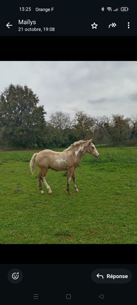 Poulain pie 2800 82160 Puylagarde