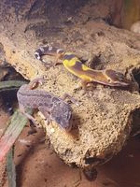   gecko leopard bb et sub suite a arret 