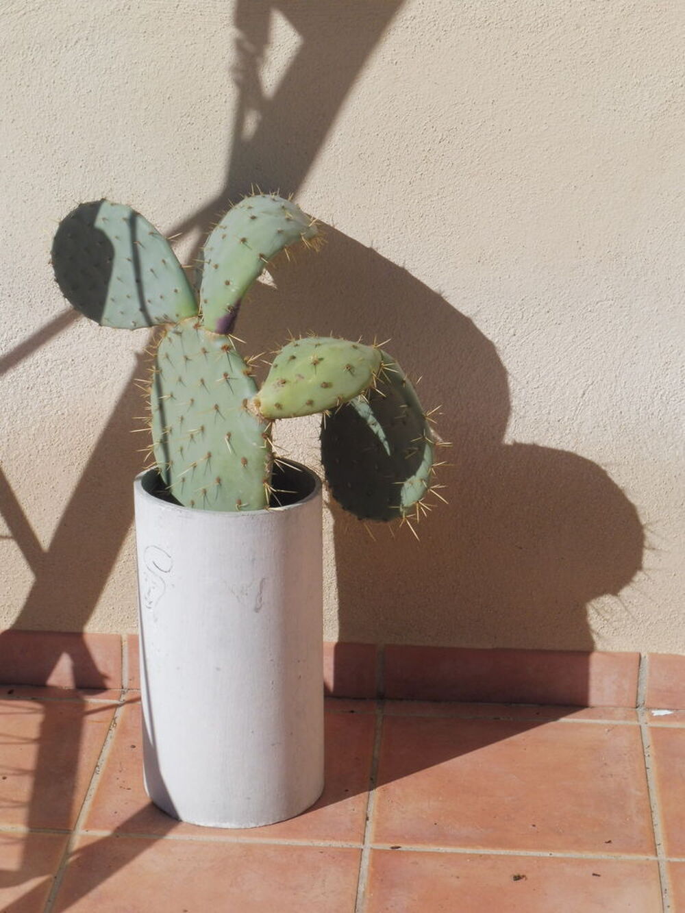  10 CACTUS au choix croissance rapide fleurs et fruits Jardin