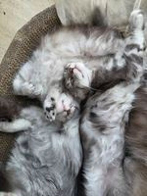   Chaton Maine coon LOOF (Bolt)  