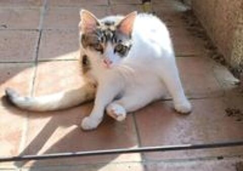   Pimprenelle 3 ans chatte isabelle A ADOPTER 