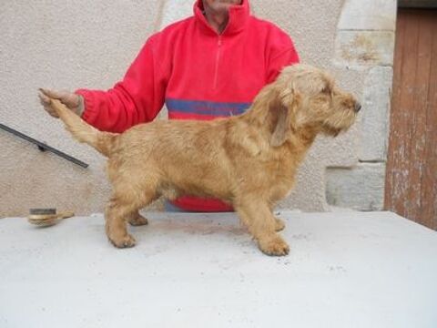 Chiots Basset Fauve de Bretagne LOF 31350 Blajan