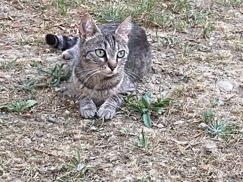 Sassy adorable chatte tigrée 1 an cherche famille 120 11000 Berriac