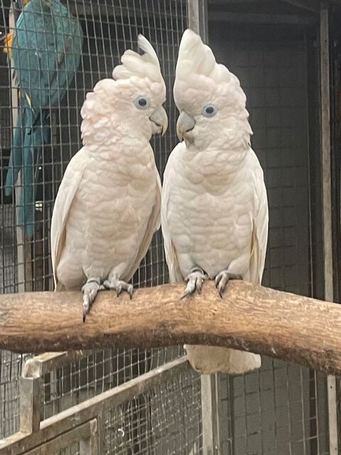 Couple cacato&egrave;s de ducorps 1800 64210 Arbonne