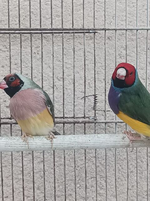 Couple Diamant de Gould 85 49360 Maulévrier