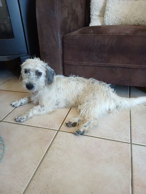Jeune chienne &times;Teckel 0 21170 Saint-symphorien-sur-saône
