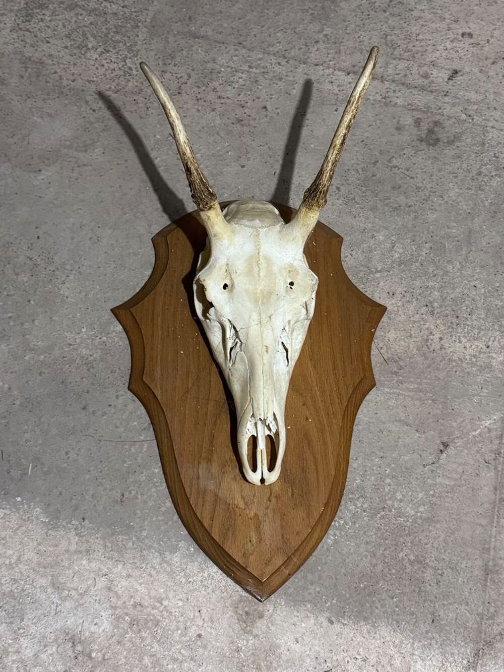 t&ecirc;te de cerf v&eacute;ritable Décoration
