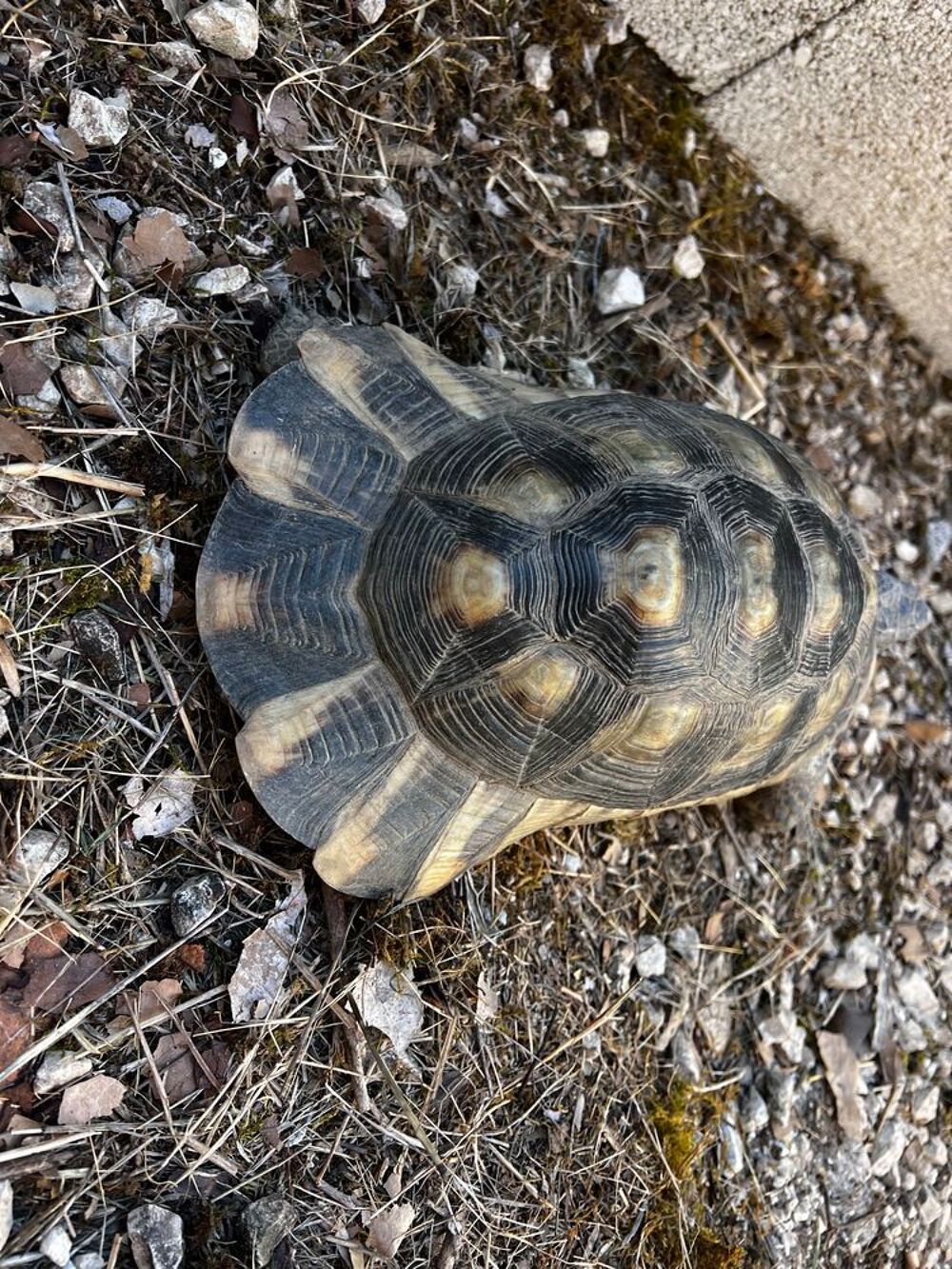 tortue m&acirc;le marginata Jardin