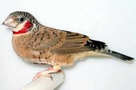 cou-coup&eacute; 75 10150 Pont-sainte-marie