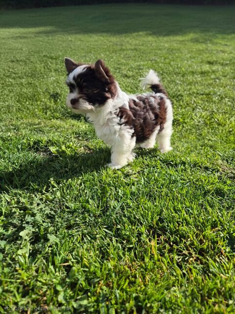 Yorkshire Chocolat 1000 37510 Ballan-mir�