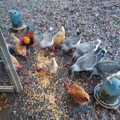 Oies de toulouse 20 32160 Saint-aunix-lengros