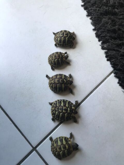 Tortues juv&eacute;niles 75 33610 Cestas