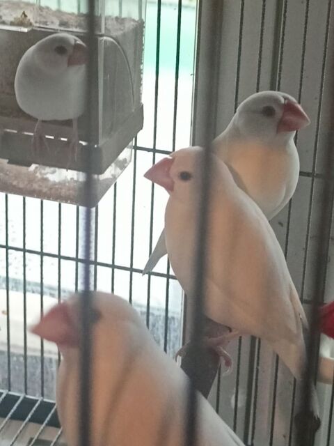 Paddas blancs 15 77750 Saint-cyr-sur-morin