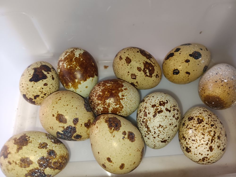   Oeuf de caille de blé féconde  