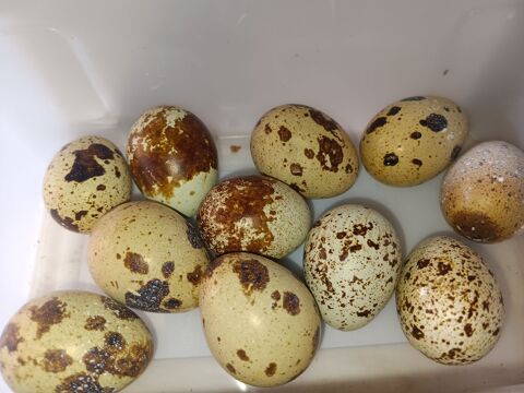 Oeuf de caille de bl&eacute; f&eacute;conde  3 22250 Tr�meur