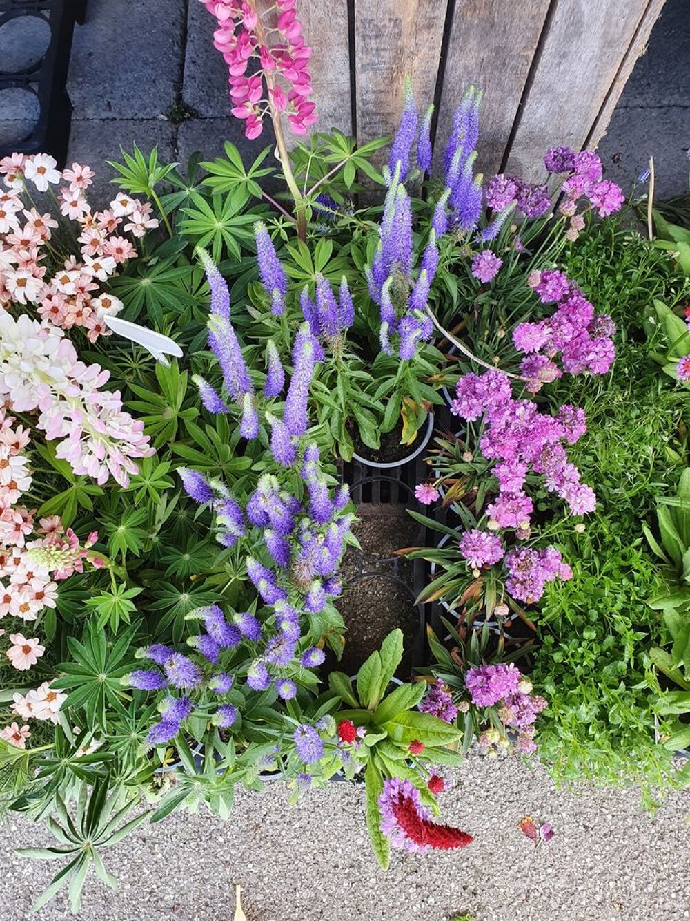Disponible lots de plantes vivaces 
Jardin