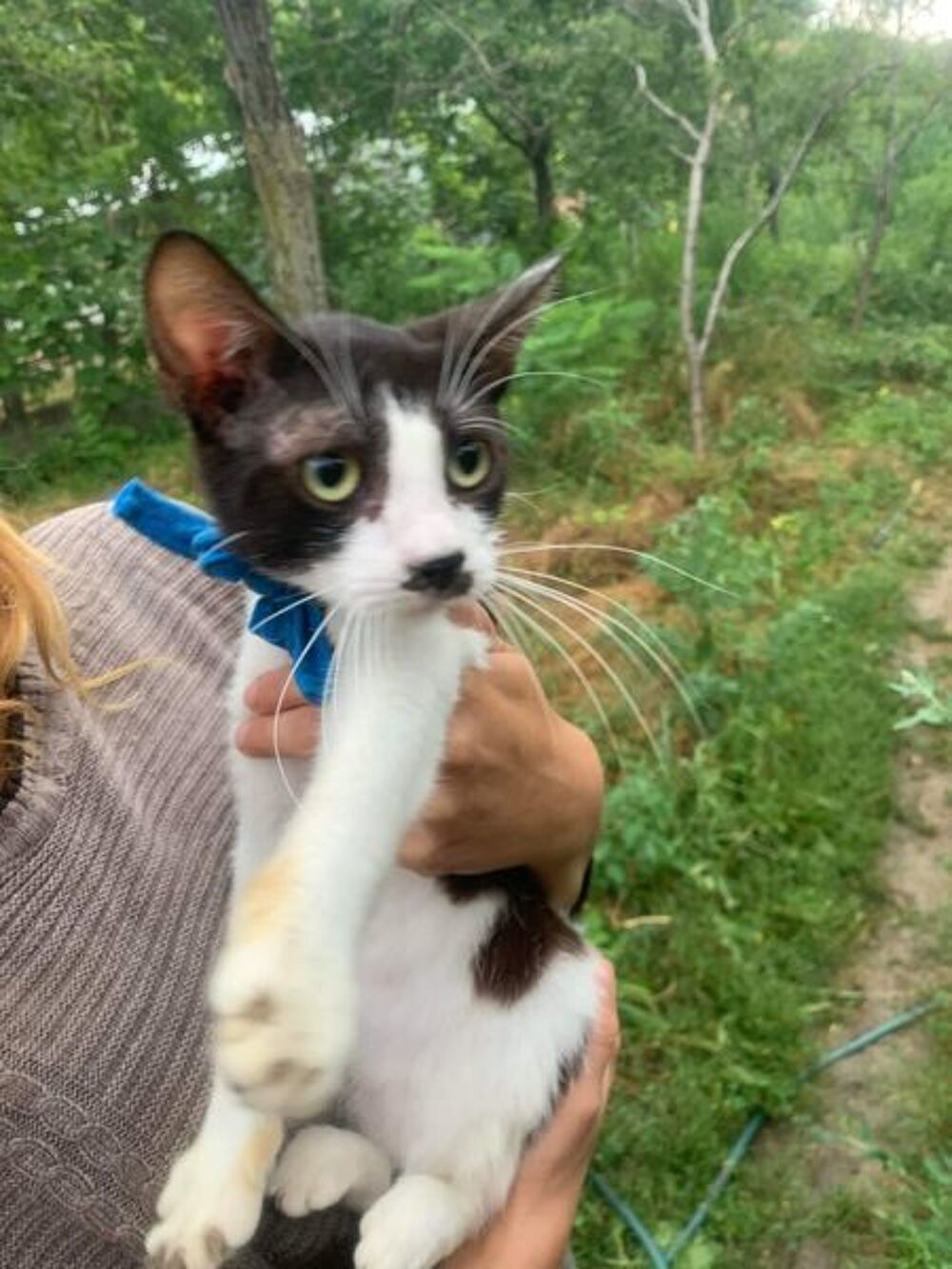   MUSTACHE 