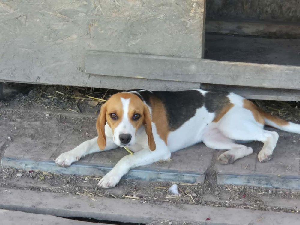   ALICE femelle type beagle 8 mois 